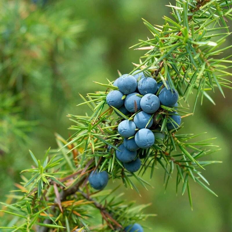 RAUSCH Energy-Boost-Shampoo mit Wacholder